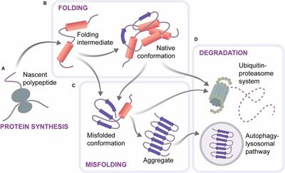 Biosensors for Studying Neuronal Proteostasis